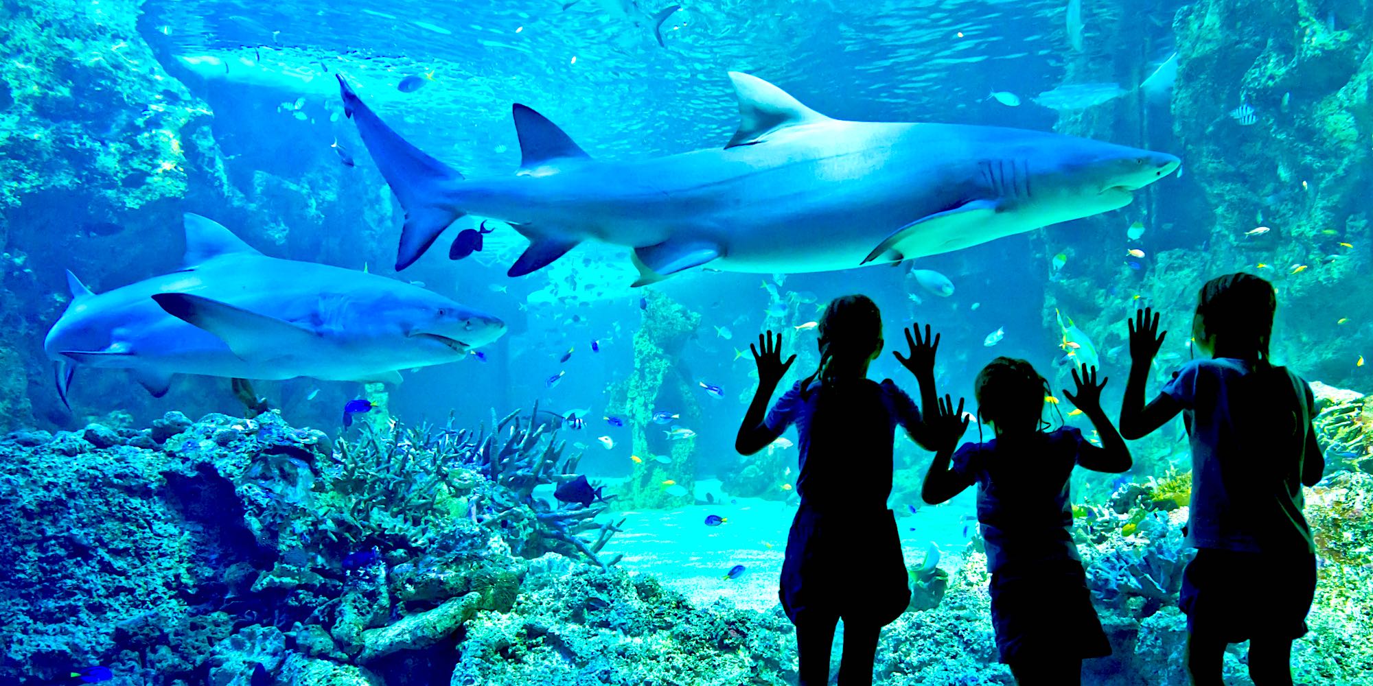 Istanbul Aquarium