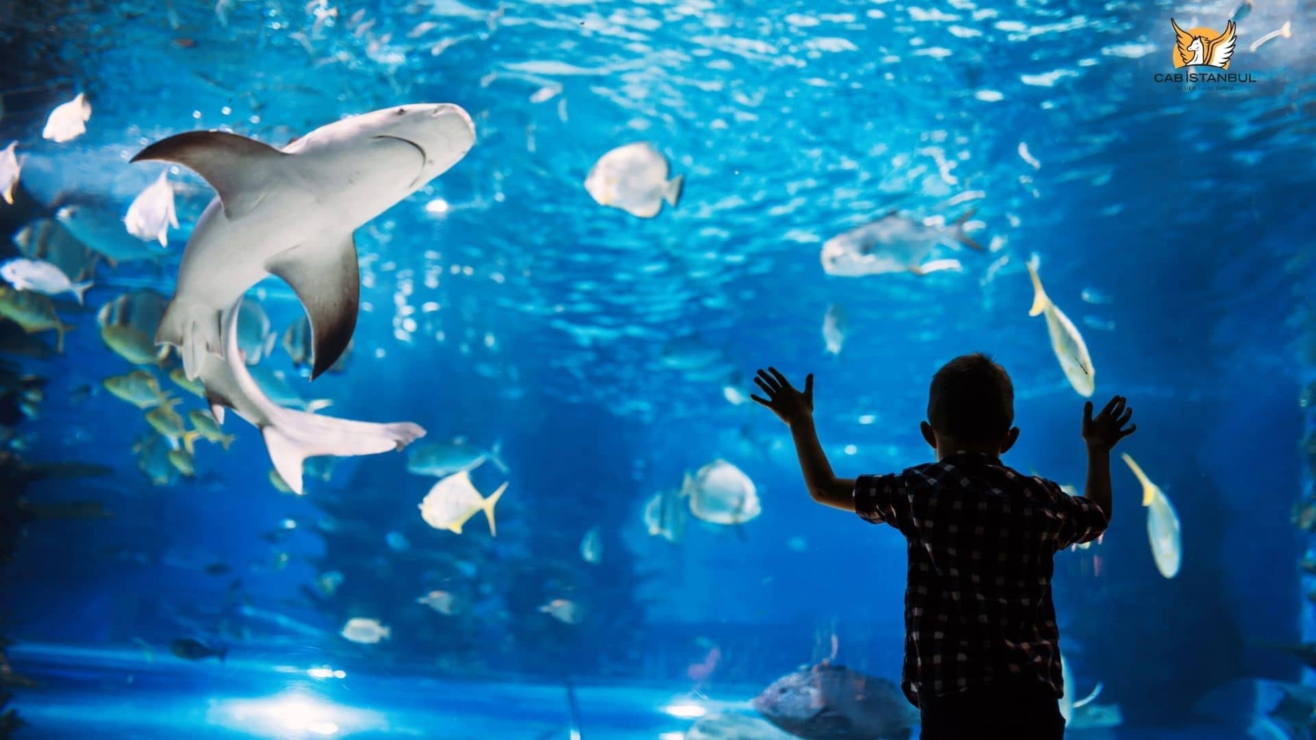 Istanbul Aquarium