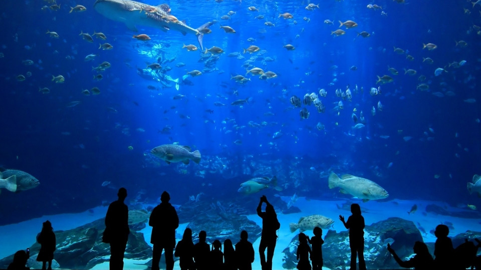 Istanbul Aquarium